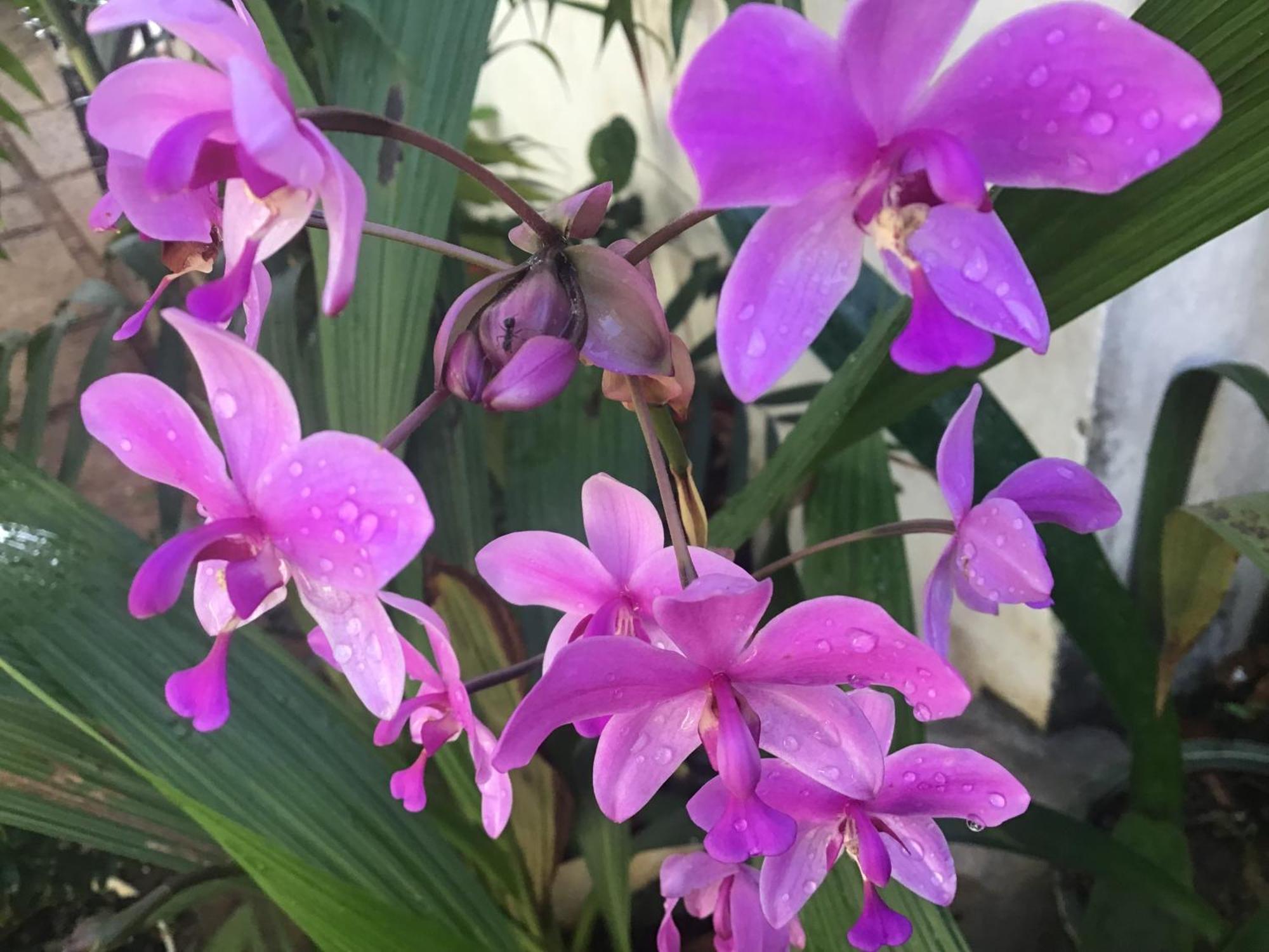 Homestay Vuon Nhan Pleiku Esterno foto